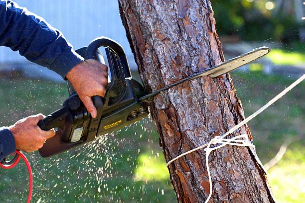 Best Emergency Tree Removal  in Fulton, MO