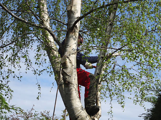 Tree and Shrub Care